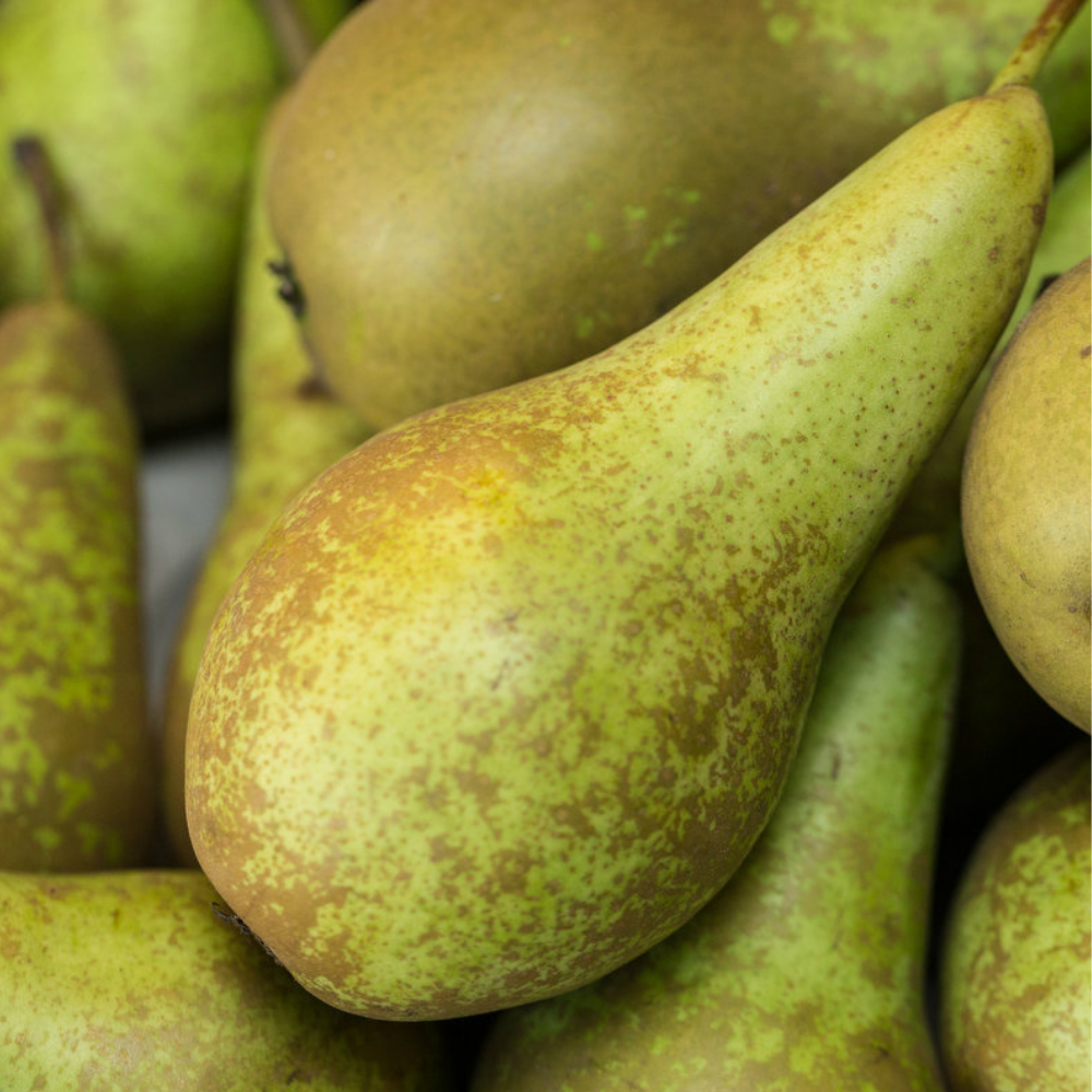 Pears (Conference)