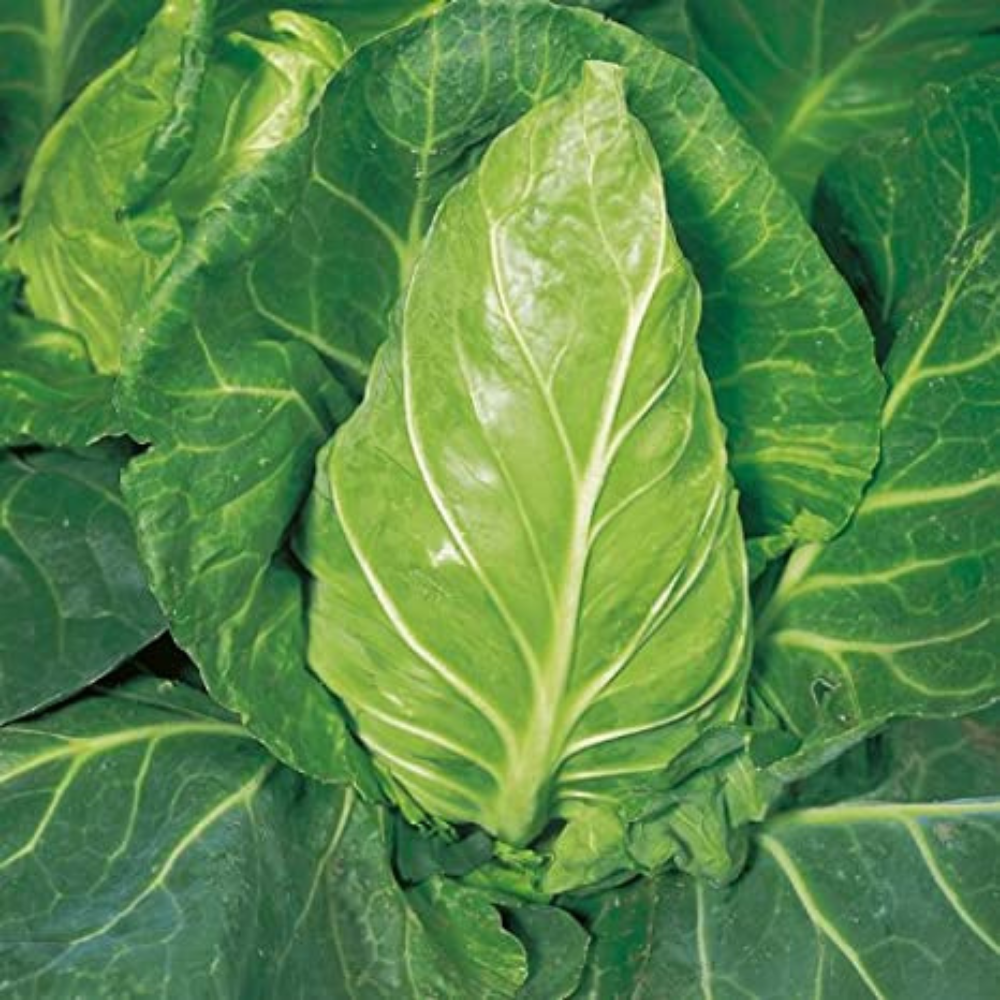 Hispi / Sweetheart Cabbage